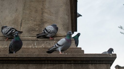 Doença de Newcastle confirmada em aves selvagens de quatro ilhas dos Açores