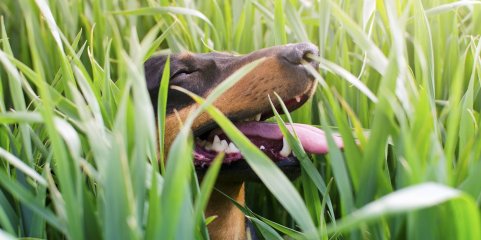 Portugal vai ser auditado por Bruxelas sobre saúde animal e proteção de plantas em 2027
