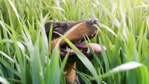 Portugal vai ser auditado por Bruxelas sobre saúde animal e proteção de plantas em 2027