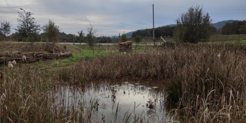 LOUSADA: Projeto ambiental Lousada Guarda-Rios recolhe lixo e controla vegetação invasora dias 19 e 26