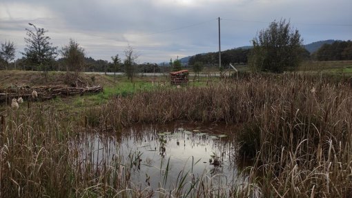LOUSADA: Projeto ambiental Lousada Guarda-Rios recolhe lixo e controla vegetação invasora dias 19 e 26