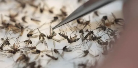 Maioria dos internados por dengue em Cabo Verde foram crianças e adolescentes