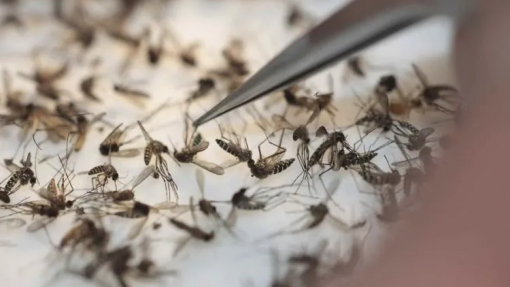 Maioria dos internados por dengue em Cabo Verde foram crianças e adolescentes