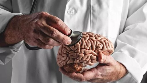 Cérebro humano é composto por dois órgãos separados – estudo