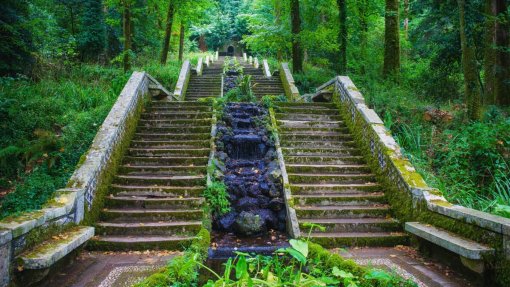 Projeto científico sobre Florestas Terapêuticas coordenado a partir do Bussaco