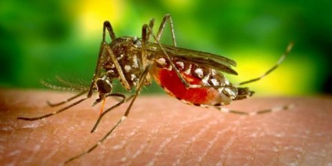 Trinta mil mosquitos estéreis vão ser libertados em Lisboa em projeto experimental