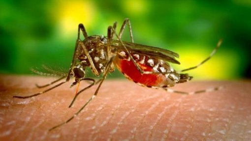 Trinta mil mosquitos estéreis vão ser libertados em Lisboa em projeto experimental