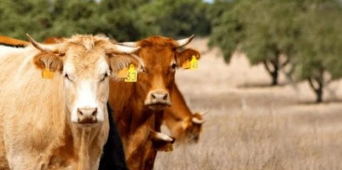 DGAV confirma entrada de vírus que afeta bovinos na Península Ibérica