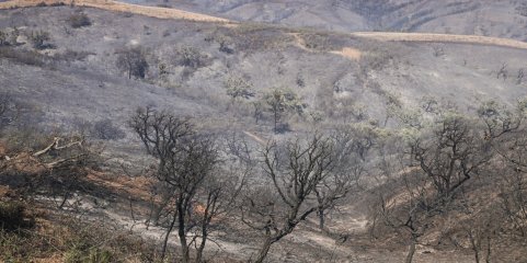 Mais de 70 concelhos em perigo máximo de incêndio no Norte, Centro e Algarve