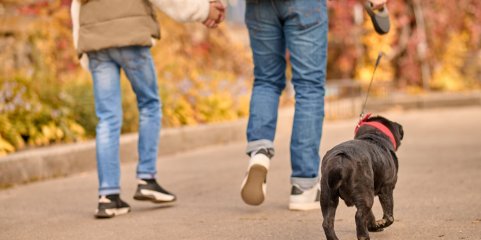 BATALHA: Caminhada com cães assinala o Dia Mundial do Animal