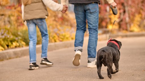 BATALHA: Caminhada com cães assinala o Dia Mundial do Animal