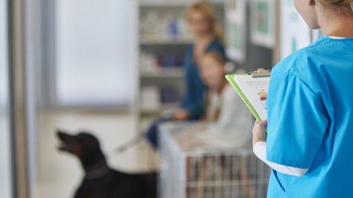 Universidade dos Açores quer hospital veterinário a funcionar em 2029