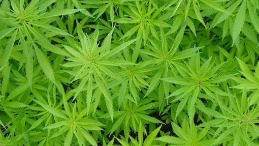 GONDOMAR: Plantação de canábis desmantelada em São Cosme – PSP