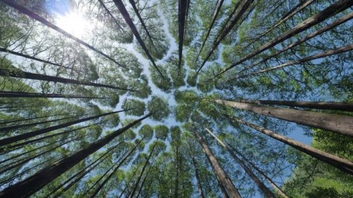 Arouca terá Floresta Ativista a evocar Greta, Capicua e Lourdes Pintasilgo