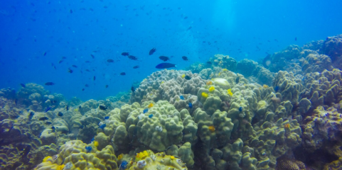 Oceanos têm aquecido a “ritmo alarmante” – relatório