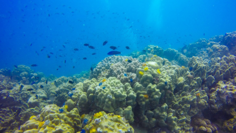 Oceanos têm aquecido a “ritmo alarmante” – relatório
