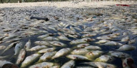 Autoridades moçambicanas investigam contaminação de rio após morte de peixes