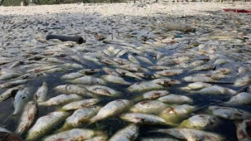 Autoridades moçambicanas investigam contaminação de rio após morte de peixes