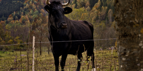 Aberta consulta pública para inscrever Tauromaquia como Património Cultural Imaterial