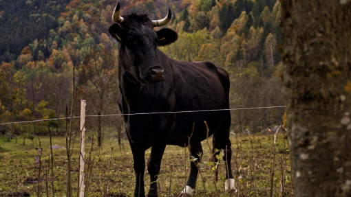 Aberta consulta pública para inscrever Tauromaquia como Património Cultural Imaterial