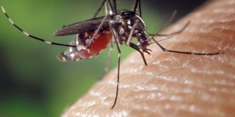 Surto de dengue na Flórida é agora o maior nos EUA continentais em décadas