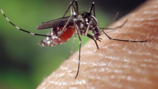 Surto de dengue na Flórida é agora o maior nos EUA continentais em décadas