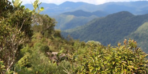 Incêndios: Governante confiante numa floresta mais protegida no próximo verão