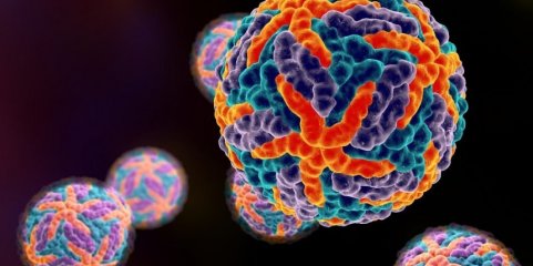 Flórida regista mais de 250 casos de dengue