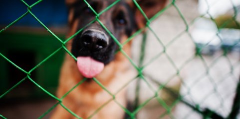 RIO MAIOR: Novo Centro de Recolha com capacidade para 200 animais