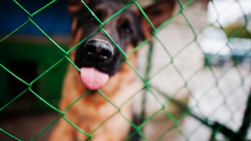 RIO MAIOR: Novo Centro de Recolha com capacidade para 200 animais