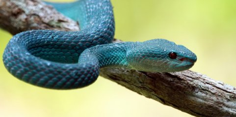 Expedição científica procura fortalecer resposta a picadas de serpentes em Angola