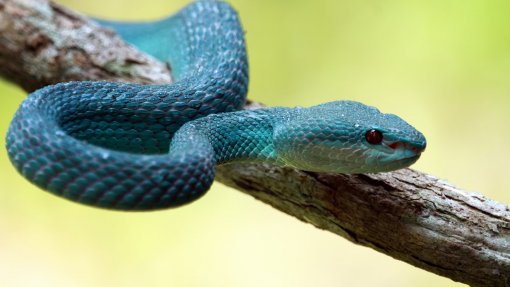 Expedição científica procura fortalecer resposta a picadas de serpentes em Angola