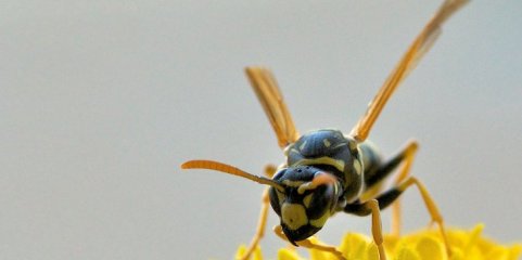 Vespa asiática aumenta significativamente em Vila Flor e autarca pede medidas