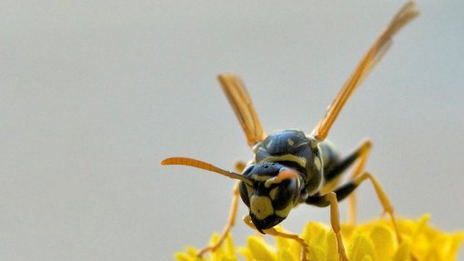 Vespa asiática aumenta significativamente em Vila Flor e autarca pede medidas