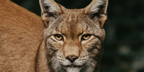 Portugal com sinais positivos na recuperação da natureza mas com desafios – WWF