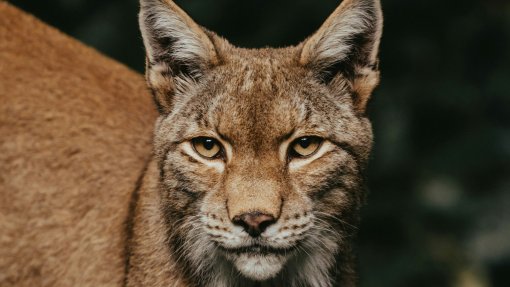 Portugal com sinais positivos na recuperação da natureza mas com desafios – WWF