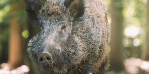 Quercus defende plano “estruturado e abrangente” para controlar aumento de javalis