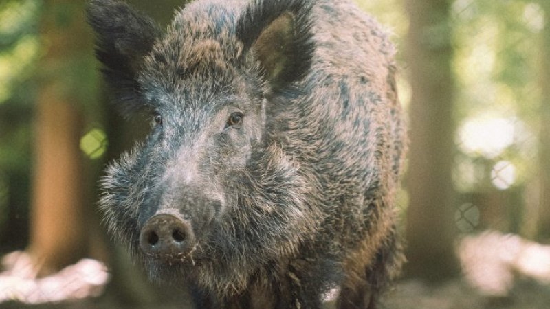 Quercus defende plano “estruturado e abrangente” para controlar aumento de javalis