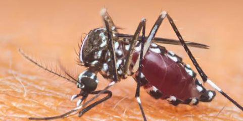 Mosquito-tigre detetado em Braga e Amares mas não há casos de transmissão de doenças