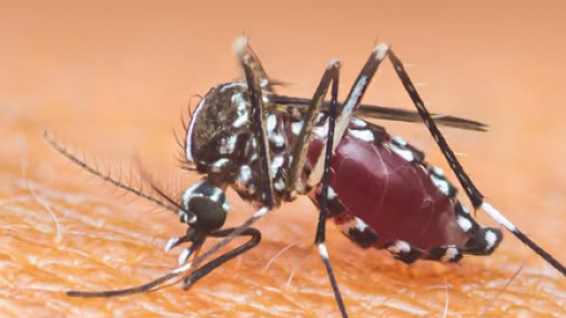 Mosquito-tigre detetado em Braga e Amares mas não há casos de transmissão de doenças