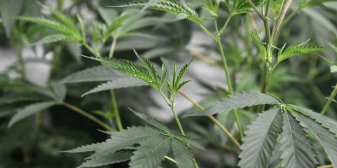 Negócio da canábis procura novo rumo na Tailândia quatro anos após legalização