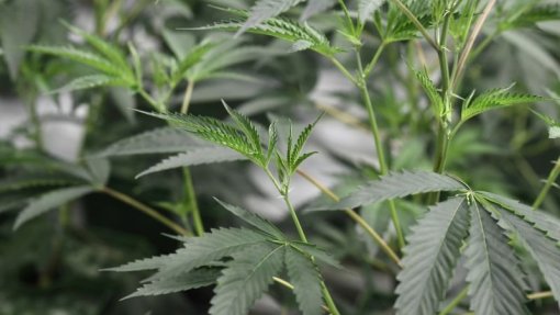 Negócio da canábis procura novo rumo na Tailândia quatro anos após legalização