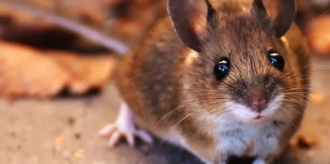 Praga de ratos encerra duas unidades de saúde familiar em Ílhavo