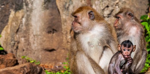Macacos partilham com humanos desconfiança sobre fontes de infeção - Estudo