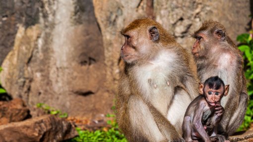 Macacos partilham com humanos desconfiança sobre fontes de infeção - Estudo