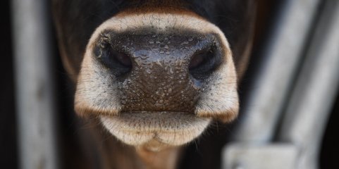 Veterinário alerta para preço elevado das análises ao vírus Shamonda que afeta bovinos