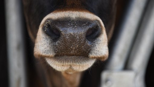 Veterinário alerta para preço elevado das análises ao vírus Shamonda que afeta bovinos