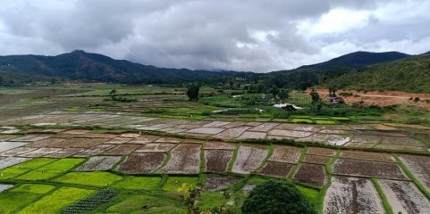ONG defende que soberania alimentar deve ser prioridade nacional de Timor-Leste