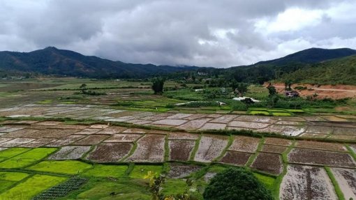 ONG defende que soberania alimentar deve ser prioridade nacional de Timor-Leste