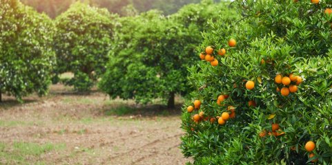Frusoal cria laboratório e lança estudo sobre praga que afeta citrinos no Algarve